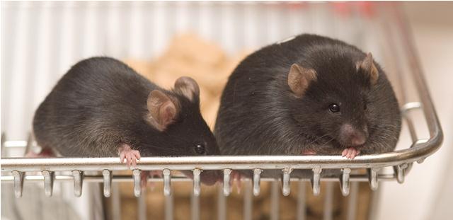 Scientists conducted research on mice